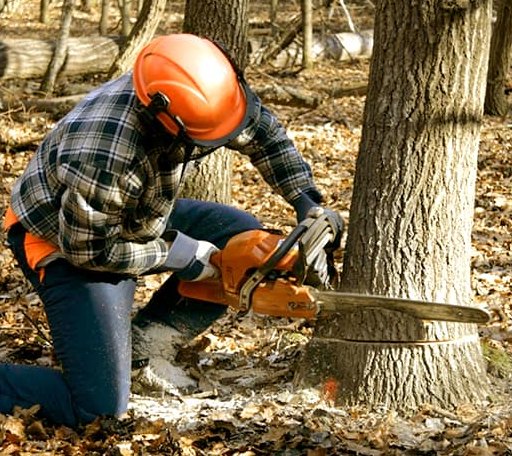 Tree Removal in Manns Choice, PA